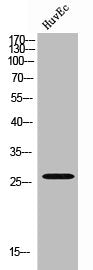 Western Blot analysis of HuvEC cells using Emx1 Polyclonal Antibody
