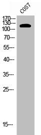 Western Blot analysis of COS-7 cells using EphB1 Polyclonal Antibody