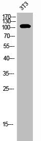 Western Blot analysis of 3T3 cells using EphB1/2/3/4 Polyclonal Antibody