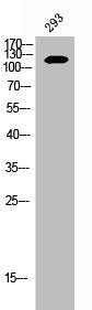Western Blot analysis of 293 cells using EphB2 Polyclonal Antibody