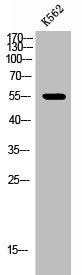 Western Blot analysis of K562 cells using Phospho-EpoR (Y368) Polyclonal Antibody
