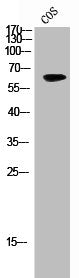 Western Blot analysis of HepG2 cells using EpoR Polyclonal Antibody