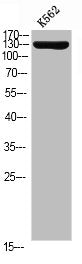 Western blot analysis of K562 using p-Neu (Y1112) antibody.