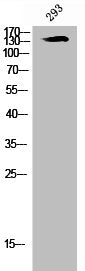 Western Blot analysis of 293 cells using Neu Polyclonal Antibody