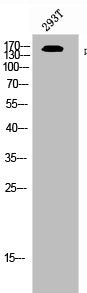 Western Blot analysis of 293T cells using Phospho-ErbB-3 (Y1197) Polyclonal Antibody