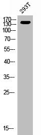 Western Blot analysis of 293T cells using ErbB-3 Polyclonal Antibody