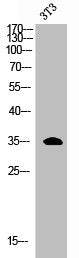 Western Blot analysis of 3T3 cells using ERCC1 Polyclonal Antibody