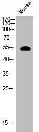 Western Blot analysis of mouse cells using Phospho-Akt (S124) Polyclonal Antibody