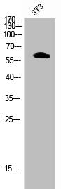 Western Blot analysis of 3T3 cells using Phospho-Akt1 (T72) Polyclonal Antibody