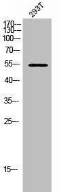 Western Blot analysis of 293T cells using ETS1 Polyclonal Antibody