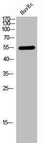 Western Blot analysis of HuvEc cells using TEL Polyclonal Antibody