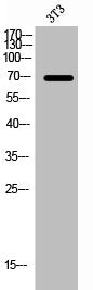Western Blot analysis of 3T3 cells using Prothrombin Polyclonal Antibody