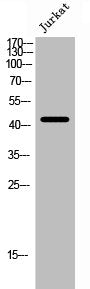 Western Blot analysis of Jurkat cells using Cleaved-Thrombin R (S42) Polyclonal Antibody