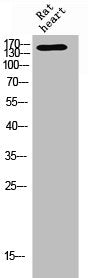 Western Blot analysis of RAT-HEART cells using Phospho-FANCA (S1149) Polyclonal Antibody