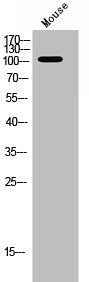 Western Blot analysis of mouse cells using Phospho-PYK2 (Y881) Polyclonal Antibody