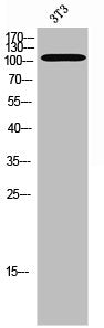 Western Blot analysis of 3T3 cells using Phospho-PYK2 (Y579) Polyclonal Antibody