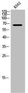 Western Blot analysis of K562 cells using Phospho-FANCG (S383) Polyclonal Antibody