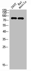 Western Blot analysis of RAT-MUSCLE 293T cells using Seprase Polyclonal Antibody