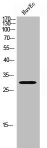 Western Blot analysis of HuvEC cells using IF3 Polyclonal Antibody