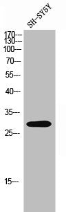 Western Blot analysis of SH-SY5Y cells using Olfactory receptor 4C16 Polyclonal Antibody