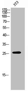 Western Blot analysis of 3T3 cells using Olfactory receptor 7E5P Polyclonal Antibody