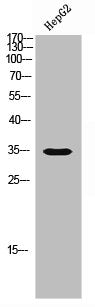 Western Blot analysis of HEPG2 cells using Olfactory receptor 5M3 Polyclonal Antibody