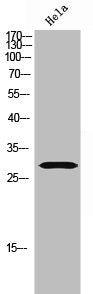 Western Blot analysis of HeLa cells using Olfactory receptor 8G5 Polyclonal Antibody