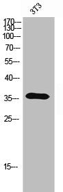 Western Blot analysis of 3T3 cells using Olfactory receptor 5A2 Polyclonal Antibody