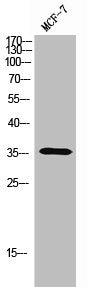 Western Blot analysis of MCF-7 cells using Olfactory receptor 5A1 Polyclonal Antibody