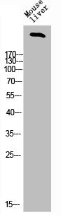 Western Blot analysis of mouse-liver cells using FBN1 Polyclonal Antibody