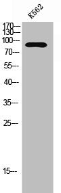 Western Blot analysis of K562 cells using SAF-A2 Polyclonal Antibody