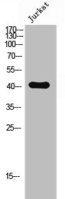 Western Blot analysis of Jurkat cells using Neuropsin Polyclonal Antibody