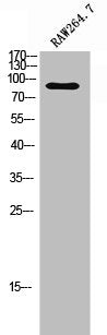 Western Blot analysis of RAW264.7 cells using GPR115 Polyclonal Antibody