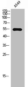 Western Blot analysis of A549 cells using ZNF498 Polyclonal Antibody