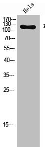 Western Blot analysis of Hela cells using Phospho-Flg (Y654) Polyclonal Antibody
