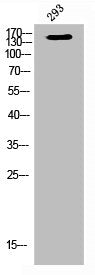 Western Blot analysis of 293 cells using Flg Polyclonal Antibody