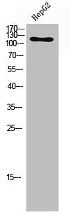Western Blot analysis of HepG2 cells using Phospho-Flg/Bek (Y463/466) Polyclonal Antibody