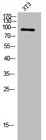 Western Blot analysis of 3T3 cells using FGFR-3 Polyclonal Antibody