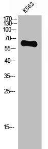 Western Blot analysis of K562 cells using Glypican-5 Polyclonal Antibody