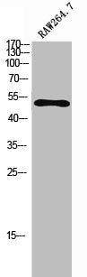 Western Blot analysis of RAW264.7 cells using c-Fgr Polyclonal Antibody