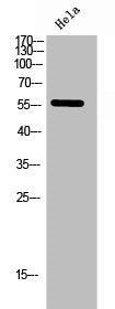 Western Blot analysis of Hela cells using Helios Polyclonal Antibody