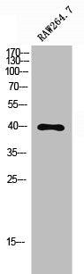 Western Blot analysis of RAW264.7 cells using TDAG51 Polyclonal Antibody