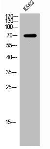 Western Blot analysis of K562 cells using RHOBTB3 Polyclonal Antibody