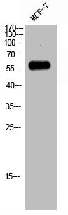 Western Blot analysis of MCF-7 cells using Rab11-FIP2 Polyclonal Antibody