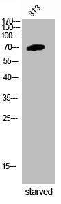 Western Blot analysis of 3T3 cells using Phospho-Intestinal Cell Kinase (Y159) Polyclonal Antibody