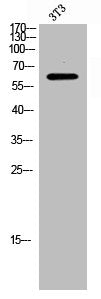 Western Blot analysis of 3T3 cells using Intestinal Cell Kinase Polyclonal Antibody