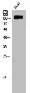 Western Blot analysis of 293T cells using CNK2 Polyclonal Antibody