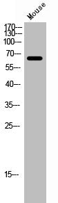 Western Blot analysis of mouse cells using Arylsulfatase G Polyclonal Antibody