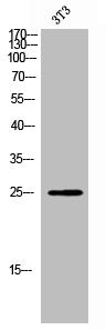 Western Blot analysis of 3T3 cells using CD314 Polyclonal Antibody
