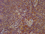 IHC image of CSB-PA008279LA01HU diluted at 1:600 and staining in paraffin-embedded human lymph node tissue performed on a Leica BondTM system. After dewaxing and hydration, antigen retrieval was mediated by high pressure in a citrate buffer (pH 6....